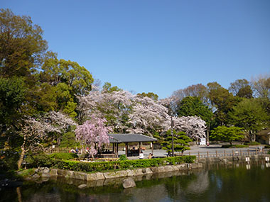 多様な樹木の維持管理