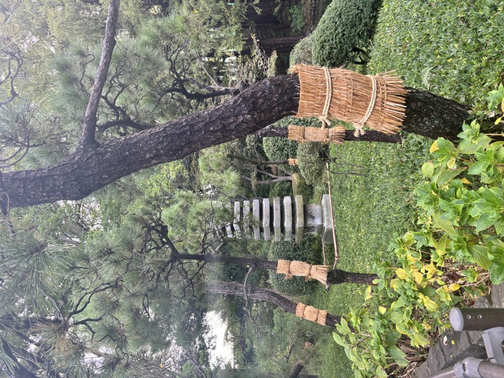 戸越公園の冬支度 ~松のこも巻き~ | 日本パブリックサービス株式会社
